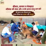 Donate for Injured Cows