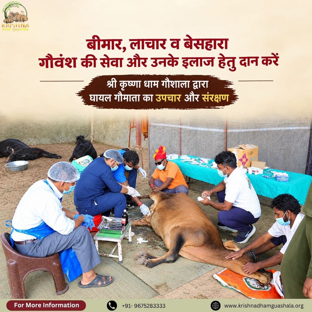 Donate for Injured Cows